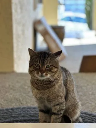 Lost cat