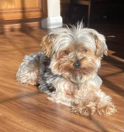 Lost dog