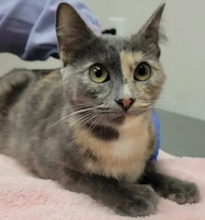 Found cat