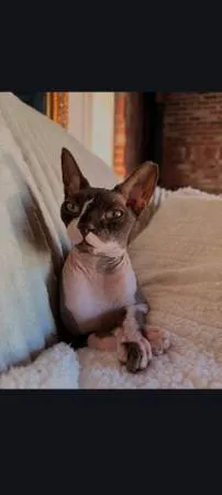 Lost cat