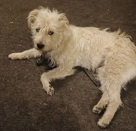 Lost dog