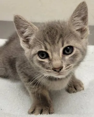 Found cat