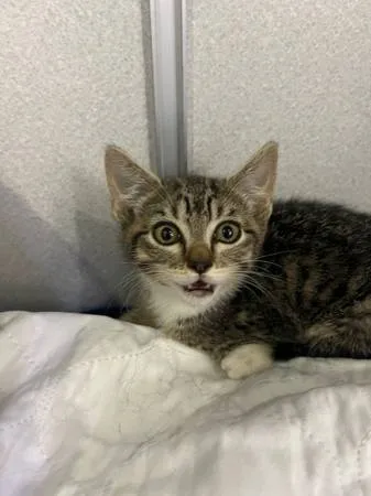 Found cat
