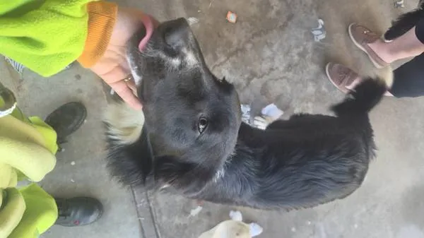 Found dog