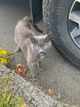 Found cat