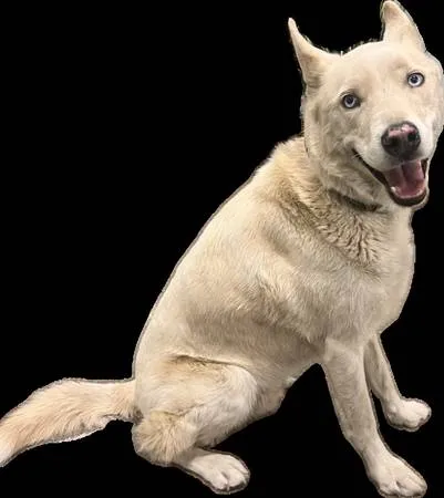 Found dog
