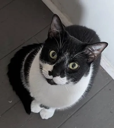 Lost cat