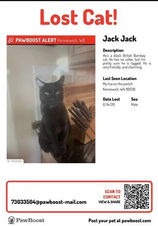 Lost cat