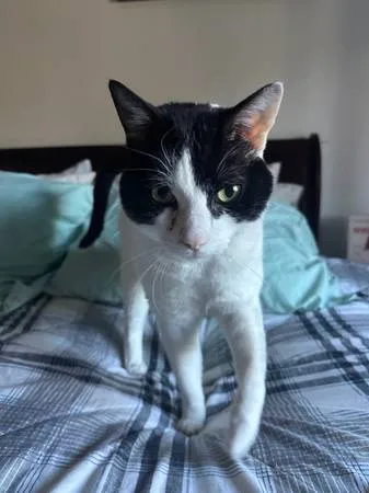 Lost cat