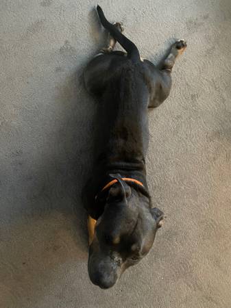 Lost dog