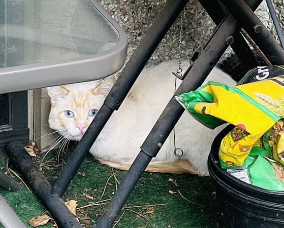 Found cat