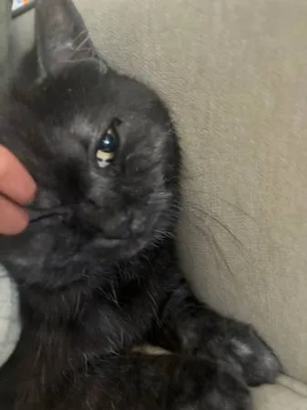 Lost cat