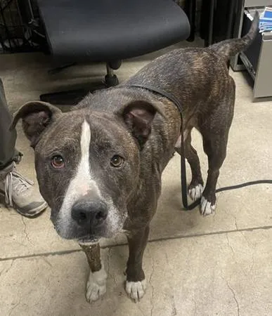 Found dog