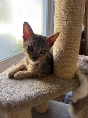 Found cat