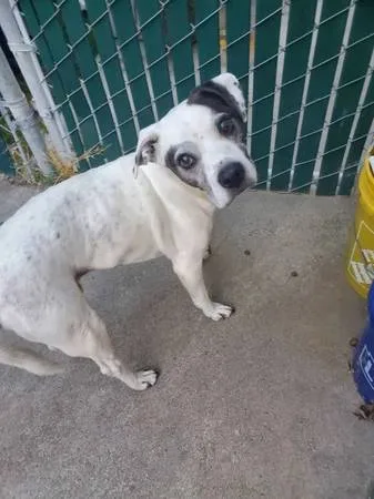 Found dog
