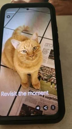 Lost cat