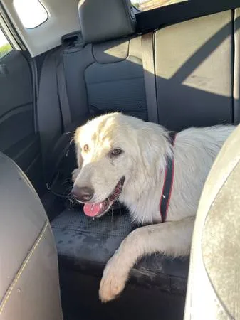 Found dog