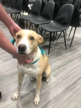 Found dog