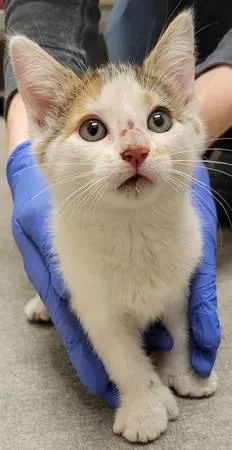 Found cat