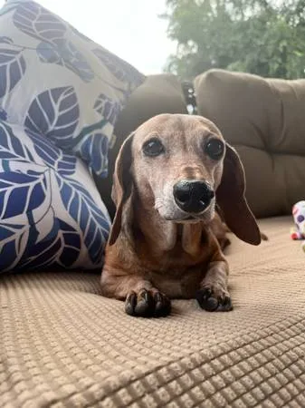 Lost dog