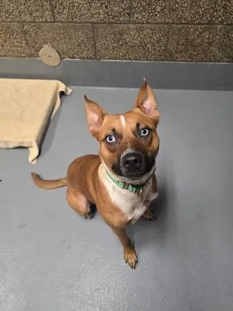 Found dog