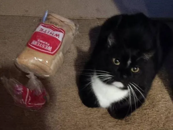 Lost cat