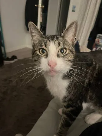 Lost cat