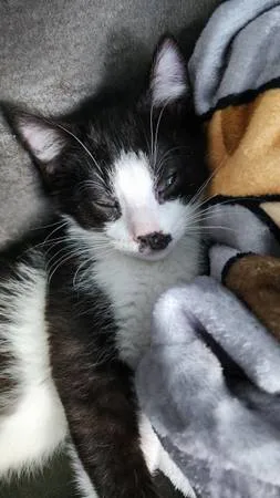 Lost cat