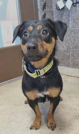 Found dog
