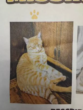 Lost cat