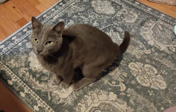 Found cat