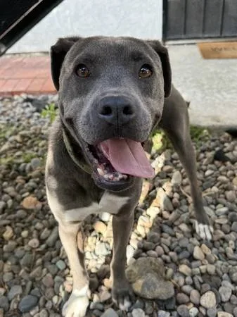 Lost dog