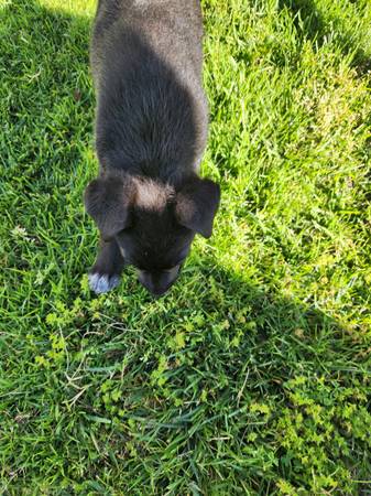 Found dog