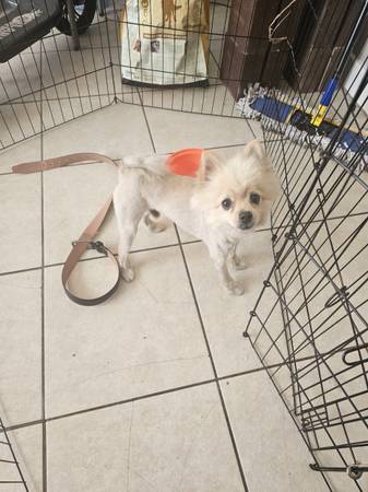 Found dog