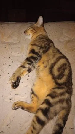 Lost cat