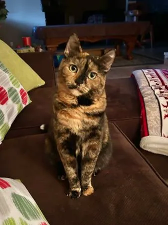 Lost cat