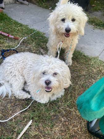Found dog