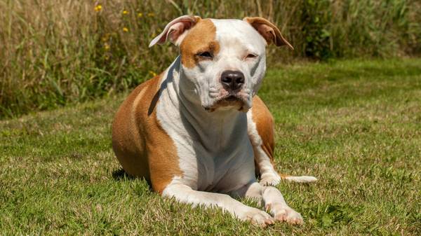 Lost dog