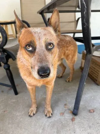 Found dog