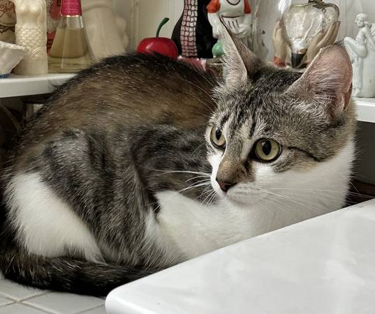 Lost cat