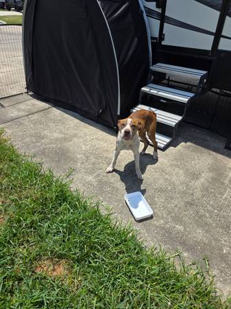 Found dog