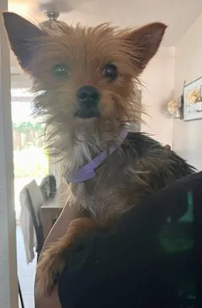 Found dog