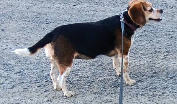 Lost dog