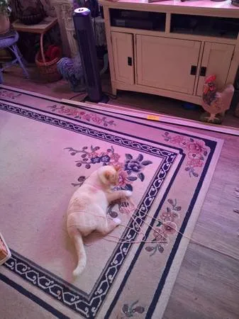 Lost cat