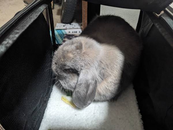 Found rabbit