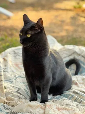 Lost cat