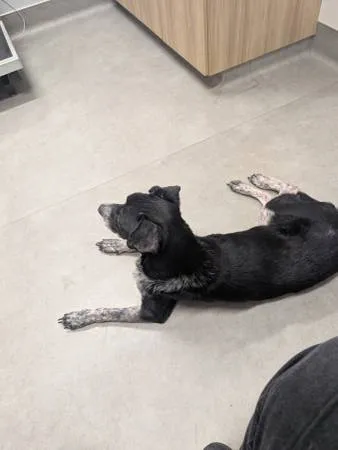 Found dog