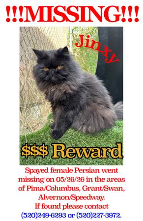 Lost cat