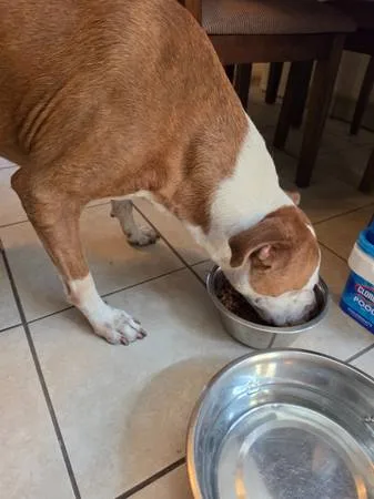 Found dog