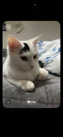 Lost cat